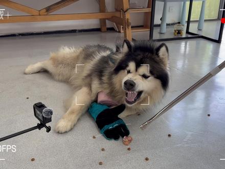 护食咬人的狗只能八角大料伺候?看看我没有八角大料怎么让它熟! #护食 #狗咬人 #训犬 #阿拉斯加 #恶犬