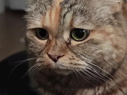 委屈脸小猫是弱智? #委屈小猫咣当#话唠猫#万物可爱计划