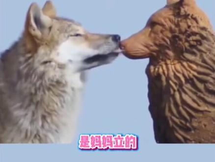 它没有口袋,却把妈妈的红腰带完好无损的保存了7年。#狼王格林 #纪录片 #重返狼群背后的故事