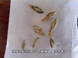 樟脑丸能驱什么虫?樟脑丸能防什么虫子 驱虫 樟脑球 卫生球 樟脑丸 驱虫药 好物推荐