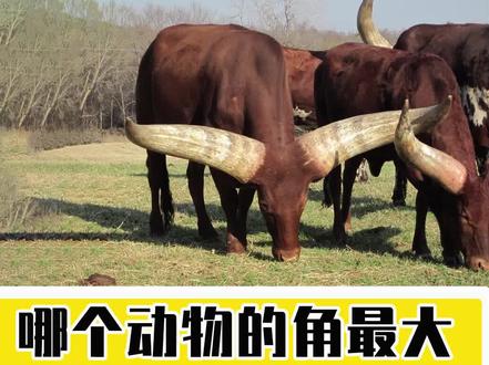 盘点5个长角动物角长25米的安科拉长角牛也只能排第二