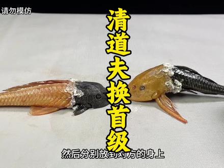 清道夫的首级互换 把清道夫的首级互换,它们还能够生存吗?#科普 #清道夫奇葩试验 #清道夫 #解压