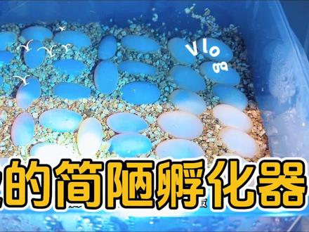 养龟少的朋友,可以看看我的简陋孵化器#养龟日常 #我的养殖生活 #养龟人