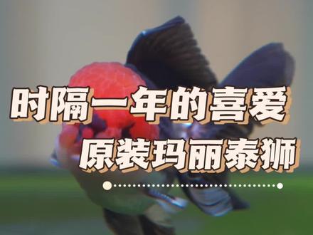 终于还是请来了玛丽 #观赏鱼 #玛丽泰狮