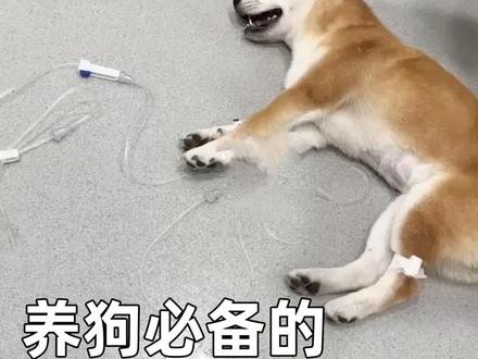 #科学养宠攻略 #养狗经验分享 #狗狗 养狗家中必备的三种救命💊药