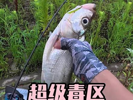 吃鱼不用挑毒区甩俩杆就行#路亚 #路亚翘嘴 #梦辉一发pro