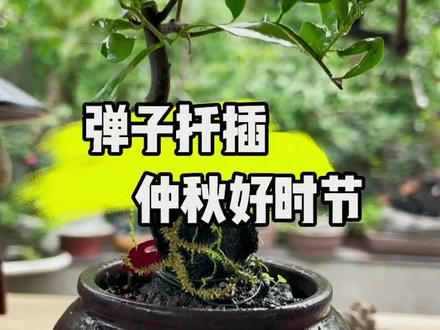 金弹子扦插好时节…#盆景 #盆景肥药 #盆景工具