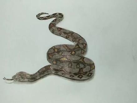 用彩铅笔画一条蟒蛇,大家一起来欣赏吧!