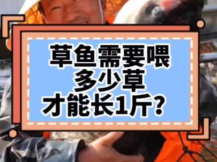 草鱼喂草,多少斤草长一斤鱼肉?#水产养殖#四大家鱼养殖 #草鱼养殖
