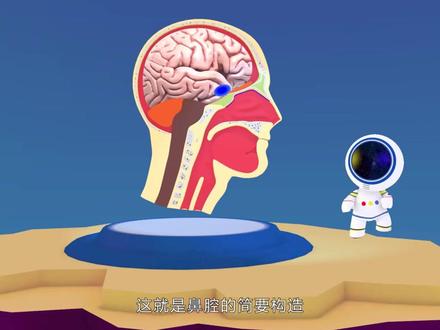 (02)冀人版四下四单元4-11-2认识呼吸器官