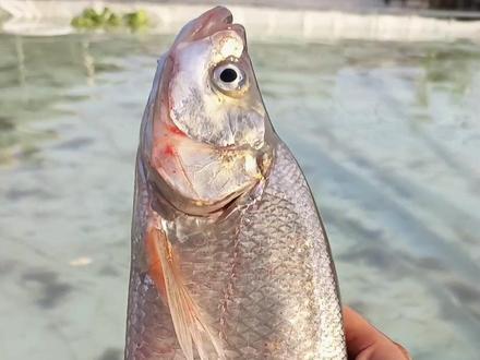翘嘴鱼,专捕食活杂鱼虾类,一年生长1-2斤,肉质洁白,细嫩鲜美,易养殖,成活率高,鱼塘水库都适宜散养、套养、精养。#户外 #三农 #抖音助农 #钓鱼 #乡村守护人