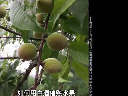 如何用白酒催熟水果#对生活多一份热爱 #科普一下