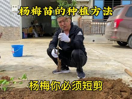 跟着我一起来种杨梅苗,让苗子成活率提高到95%以上。#农业种植 #新农人计划 #抖音助农扶农 #直播高光