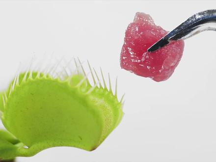 把一块肉喂给捕蝇草会如何?一个月后结果令人意外!