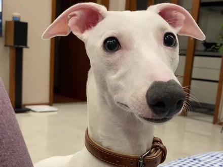 平时叫它 装听不懂,这时候能听懂人话#惠比特 #惠比特犬