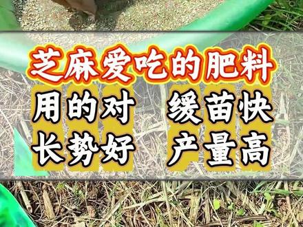 芝麻爱吃的肥料,用的对缓苗快长势好产量高。 #芝麻种植#种芝麻#芝麻高产#芝麻种植技术#芝麻种植高产技术#芝麻种植管理#芝麻种植方法
