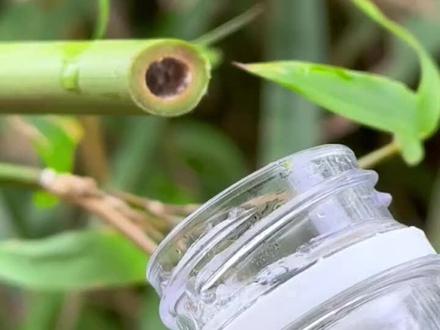 如何从竹子取水#植物科普 #内容启发搜索