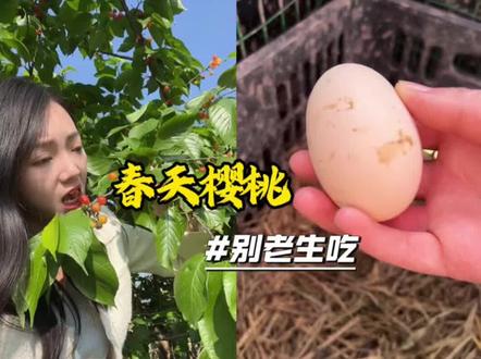 春天的樱桃把它做成养生汤,营养美味还好喝,赶快学起来吧#我的乡村生活 #春季美食种草 #创作者中心 #创作灵感 #樱桃