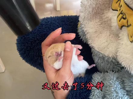 家里的仓鼠冬天发硬了可千万别丢,也许还可以把它救活#金丝熊 #仓鼠🐹