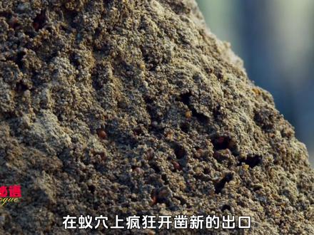 “我既是女王,也是囚徒”#神奇动物在抖音