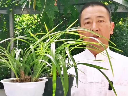 #上热门 花多多2号和磷酸二氢钾,究竟谁才是养兰首选?#兰花#磷酸二氢钾#花多多#新农人计划2023