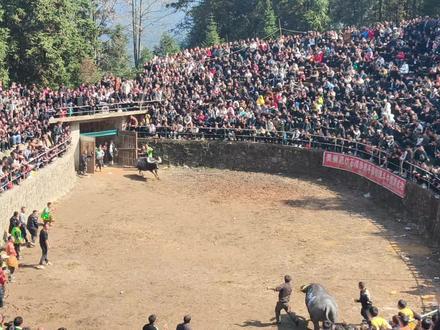 高原花豹VS南亚战神
看的时候真的哭死了,可怜他们的南亚战神,也可怜我们的高原花豹,他们生来就是战斗牛,终结在牛场里也是他的荣耀。