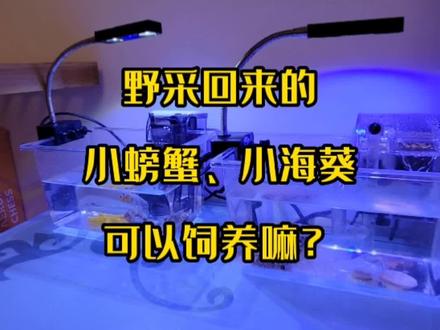 野采回来的小螃蟹、小海葵可以饲养嘛?#观赏鱼 #水族 #海洋生物 #神奇动物在抖音 #海底世界