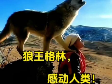 2026第一刀来自狼王格林!狼🐺和狗应该是世界上最忠诚的动物了吧!尊重自然,敬畏自然,人与动物是可以和谐相处的!#上热门 #格林 #重返狼群 #李微漪 #vlog日常 @抖音创作小助手 @抖音小助手