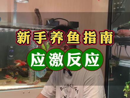 新手养鱼应激反应#新手养鱼 #开缸 #鱼不开口