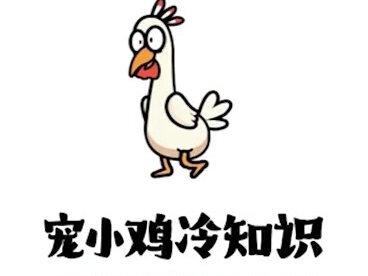 #萌宠 #仓鼠🐹 仓鼠会进入伪冬眠吗