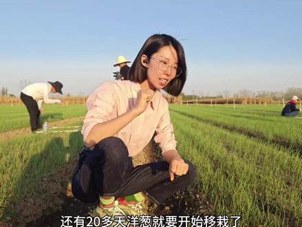 洋葱开始整地备肥了,朋友们根据自己的出苗情况,合理留地,避免出现打好除草剂铺好地膜最后苗子不够栽的情况#农业技术 #来抖音学农枝 #新农人计划2023 #洋葱种植 #洋葱种子