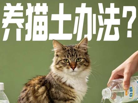 养猫那些“土方法”全是谣言。今天就来给你们各个击碎#养猫人#养猫经验分享#万物可爱计划#养宠人不苦夏