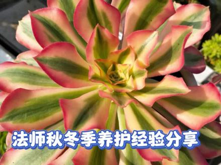 分享法师秋冬季的养护经验,以及侧芽的处理方法! #多肉植物养护 #多肉法师 #粉女巫