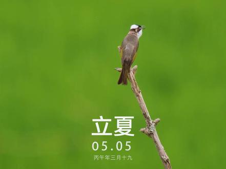 满目苍翠入怀,夏日的绿,是治愈情绪最好的解药。 #立夏 #二十四节气 #东方美学 #治愈系风景 #夏天该有的样子
