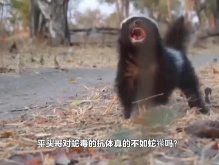 同为毒蛇克星,平头哥蜜獾和蒙哥蛇獴到底谁更强? #科普 #野生动物 #蜜獾平头哥 #蛇獴