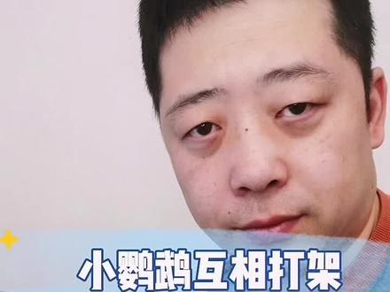 小鹦鹉有时候会打架,要分清楚原因,然后严重要分笼! #鸟笼 #关爱动物 #手养鹦鹉 #鹦鹉🦜 #我要上热门感谢官方推送 #萌宠好物 #手养鸟