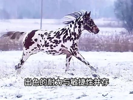 这马我朋友买得起吗? #马 #科普