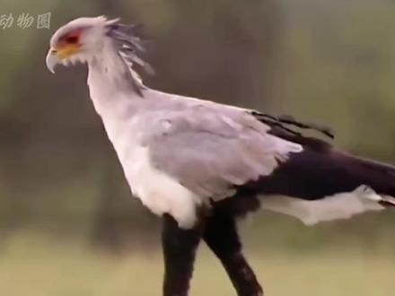 毒蛇的天敌“秘书鸟”蛇鹫到底有多强?#蛇鹫#毒蛇#动物世界 #动物解说#上热门🔥