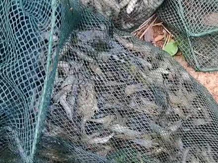 小饼子逮河虾效果非常好,要10月份开始逮就不会有闷死的#户外 #地笼 #河虾