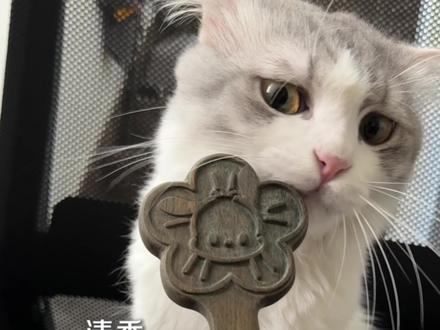 绿檀逗猫拍硬度大赛!质量测试! #逗猫拍 #小众