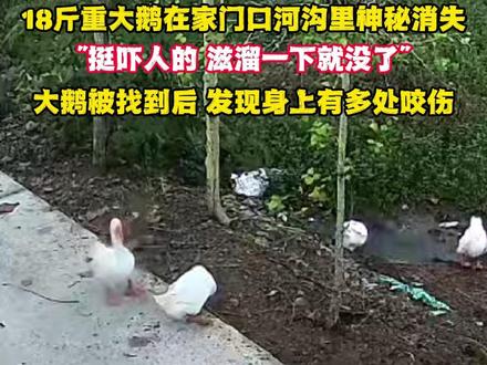 河南信阳一则“18斤大鹅离奇失踪”的消息近日刷爆全网,监控拍下的惊悚画面让网友直呼“脊背发凉”。12月29日,当事人曹先生终于公开回应事件进展,透露已抽干河沟找到失踪大鹅,而现场景象印证了大家“水里有东西”的猜测。