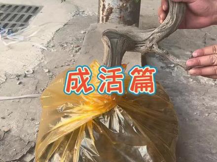 山采柏树,怎么种植提高成活率非常实用,建议收藏#崖柏盆景 #盆景 #盆景养护
