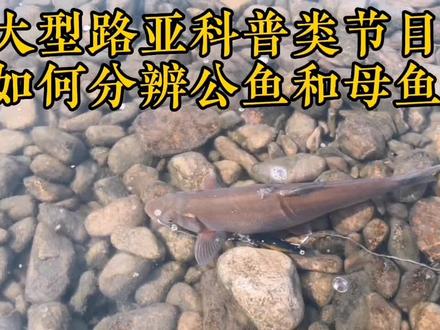一招教你如何分辨是公鱼还是母鱼。#路亚野钓