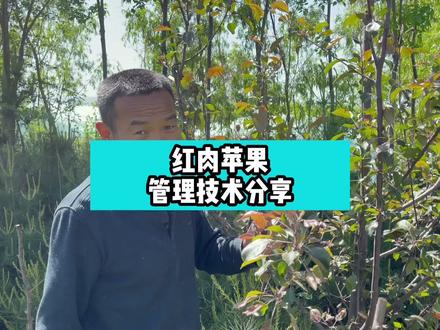 红肉苹果管理小知识#苹果树管理 #苹果树苗 #果树 #知识分享