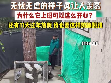 无忧无虑的样子真让人羡慕,为什么它上班可以这么开心?