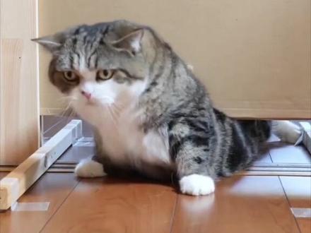 找到猫咪是液体动物的证据了!#猫 #萌宠 #我要上热门