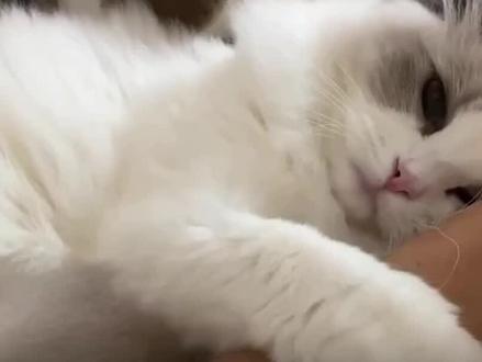 为什么猫咪越打越亲人?难道是因为猫咪有九条命,所以不怕疼吗? #布偶猫 #布偶猫找家 #猫咪越打越亲人