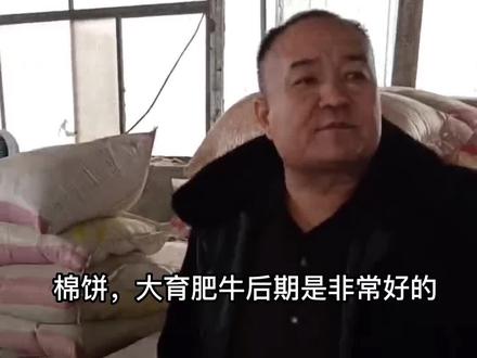 棉饼是育肥牛后期的优质蛋白,和出油关系不大!#农村创业养殖 #养牛人 #养牛#三农#养牛致富