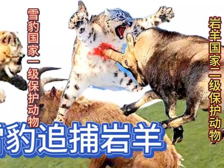雪豹在悬崖峭壁上捕捉岩羊的全过程讲解#好事创作召集令 #雪豹野生动物 #雪豹捕食 #爱护大自然保护野生动物 #大自然的生存法则