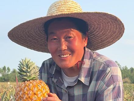 @沂蒙二姐生活号 今天和海南的姐妹们一起采收凤梨了,干了一下午腰又有点疼但是我很开心,我们一起采割、装框、上车,还有个姐妹即兴舞了一段,抱歉当晚剪的有点急第二天要发了才发现忘了加上。虽然我们交流不是很通畅,但是我们很默契,仿佛很久以前就是搭档。农民不易,这么辣的太阳,我猛的来还真受不了,我准备不足有点晒伤,下次有经验了要把整个头都包起来。祝我的姐妹们生活能越来越好!#为乡村特产代言 #芒果凤梨 #芒果凤梨真的是芒果味吗 #沂蒙二姐原创 #星乡村星农人